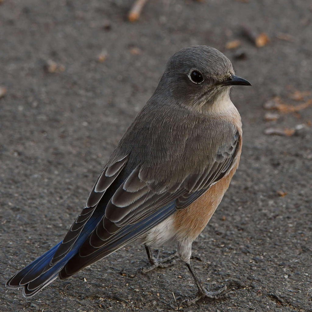 Bluebird3.jpg
