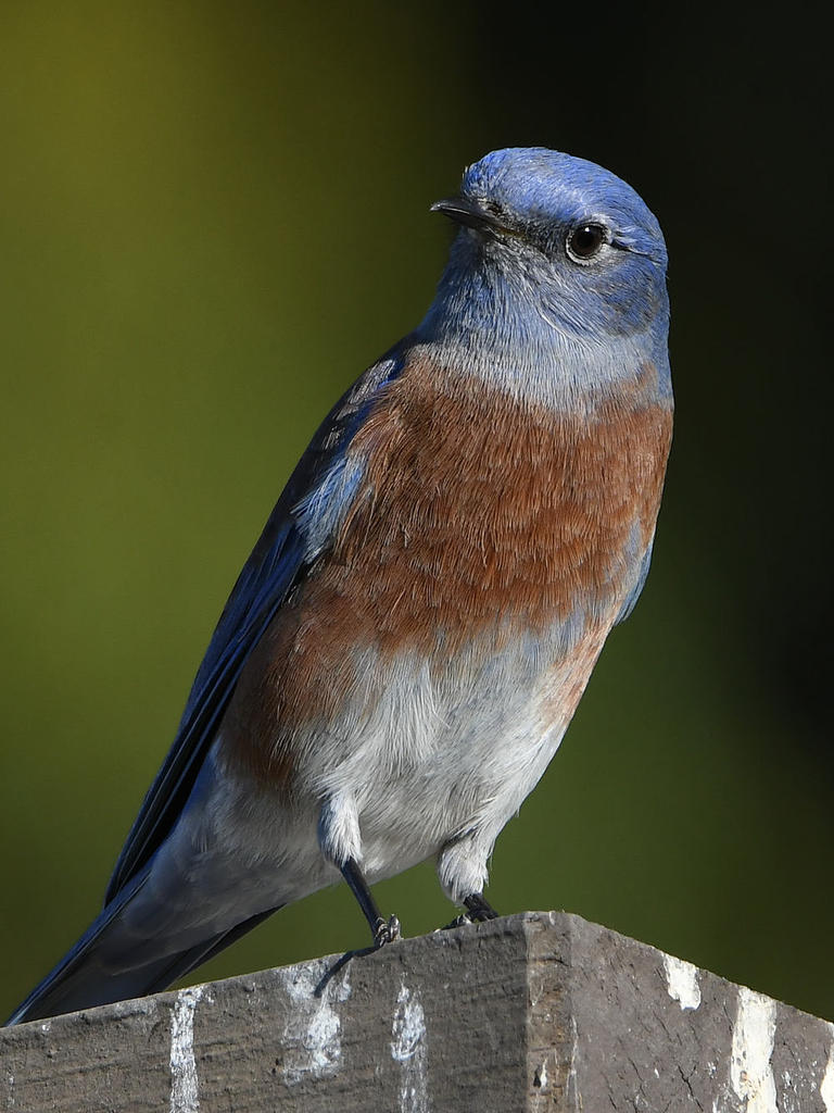Bluebird3.jpg