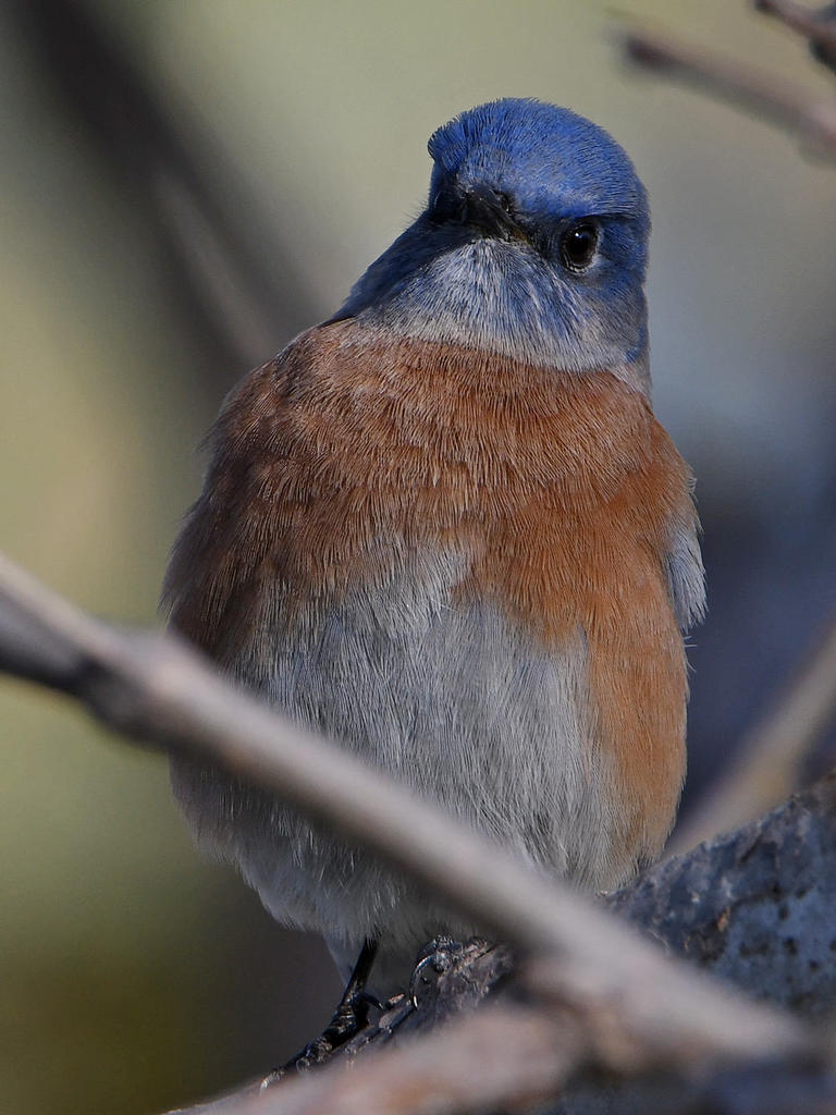 Bluebird3.jpg