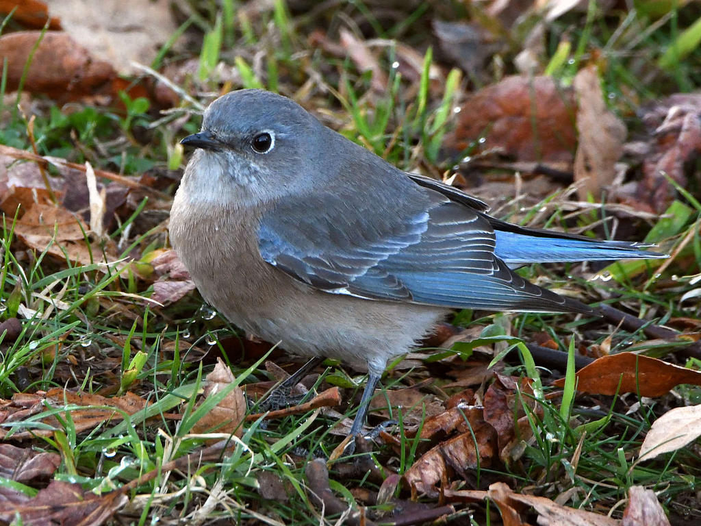 Bluebird3.jpg