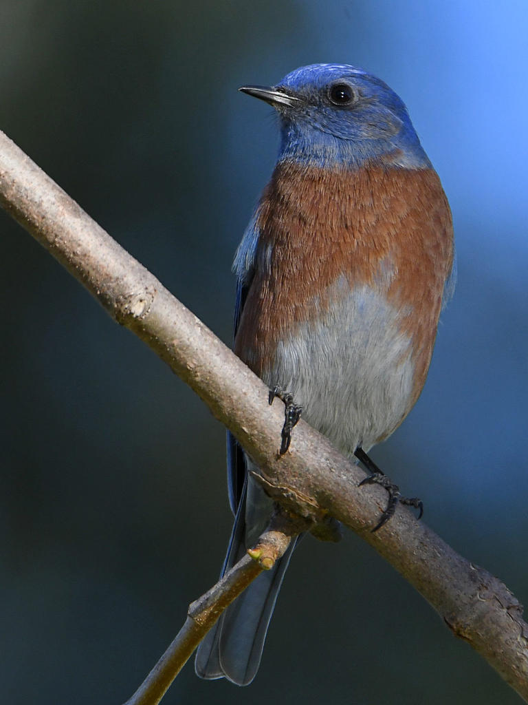Bluebird3.jpg