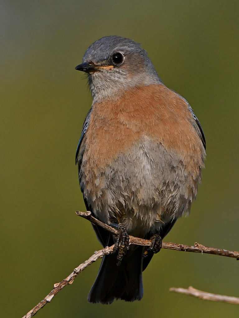 Bluebird3.jpg
