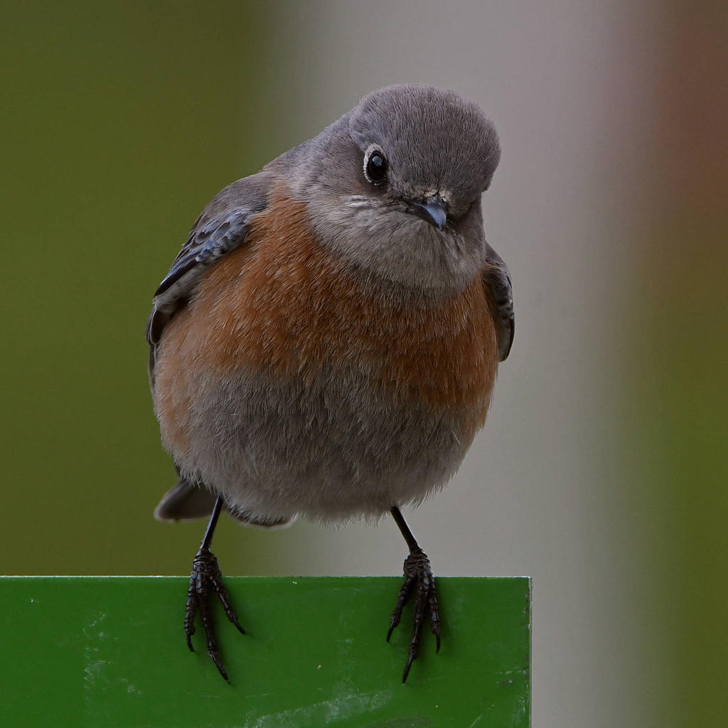Bluebird3.jpg