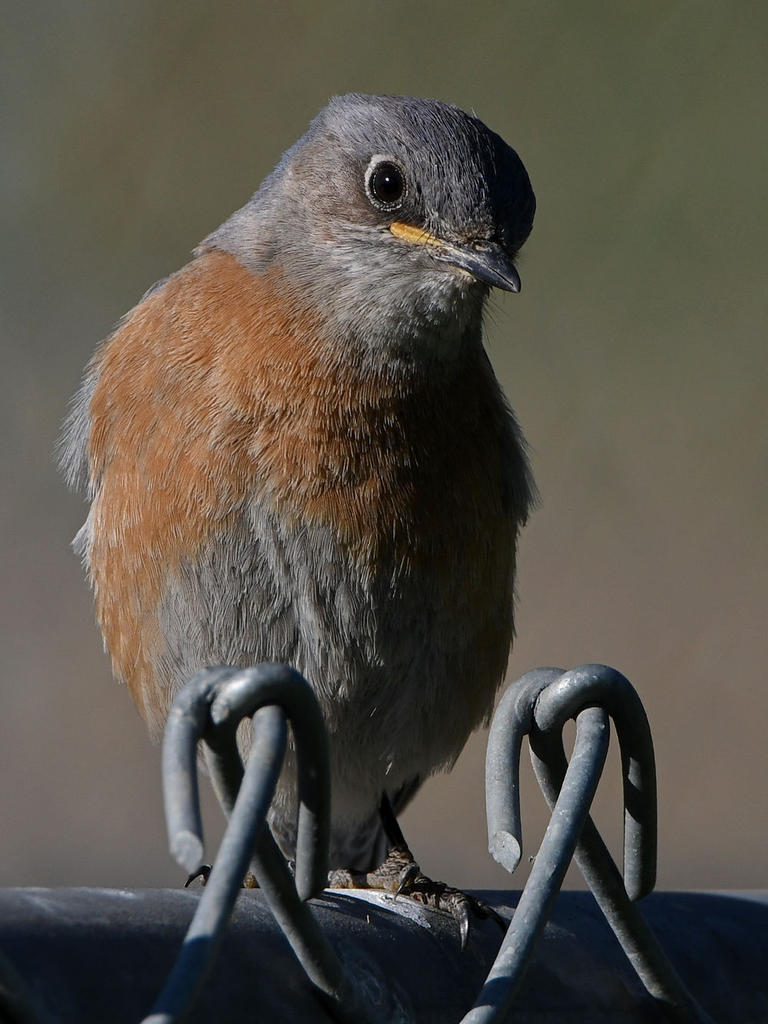 Bluebird3.jpg