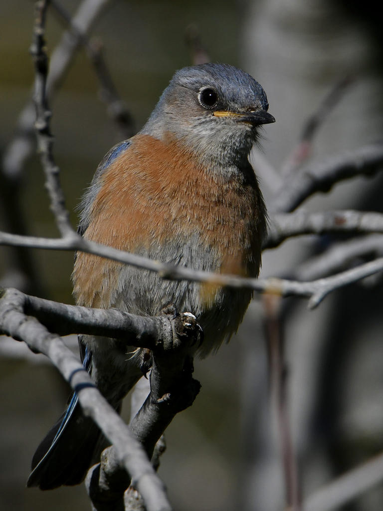 Bluebird3.jpg