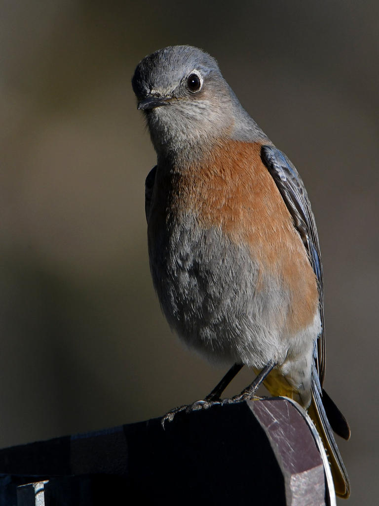 Bluebird3.jpg