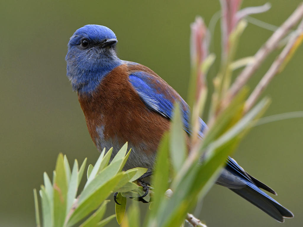 Bluebird3.jpg