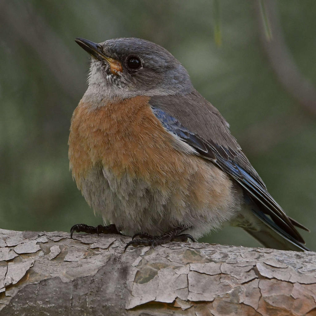 Bluebird3.jpg