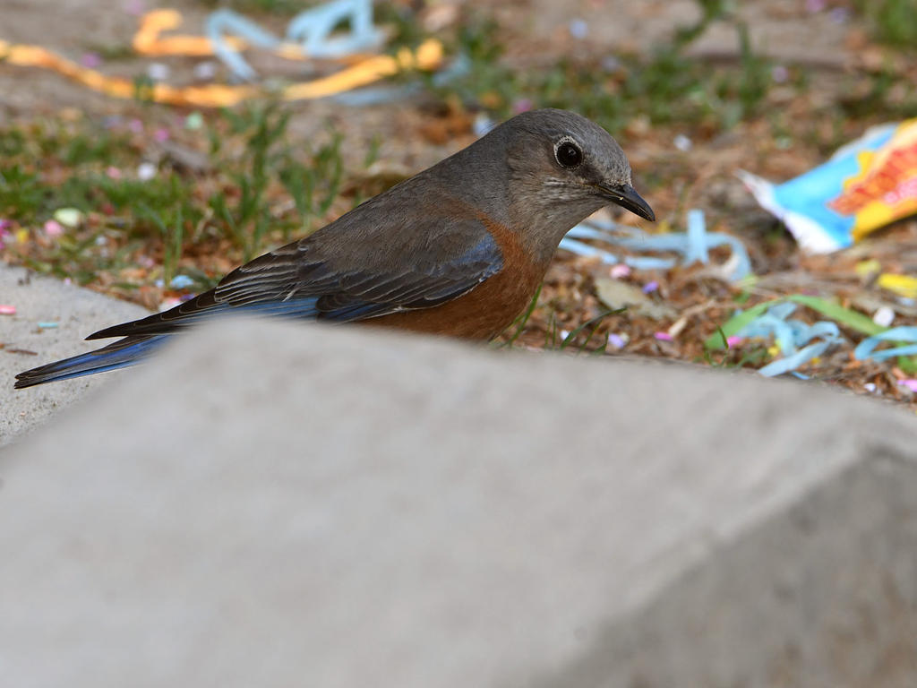 Bluebird3.jpg
