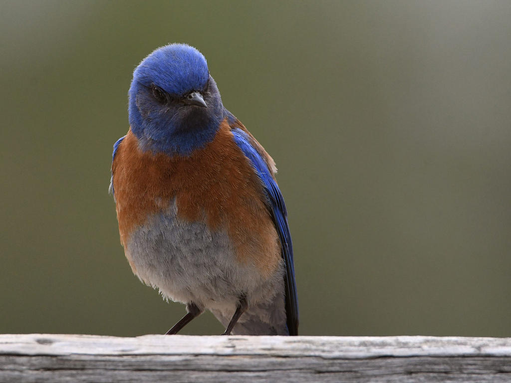 Bluebird3.jpg