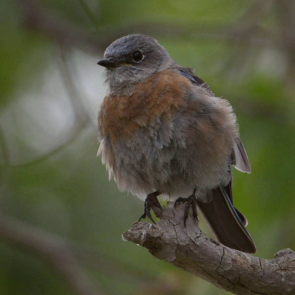 Bluebird3.jpg