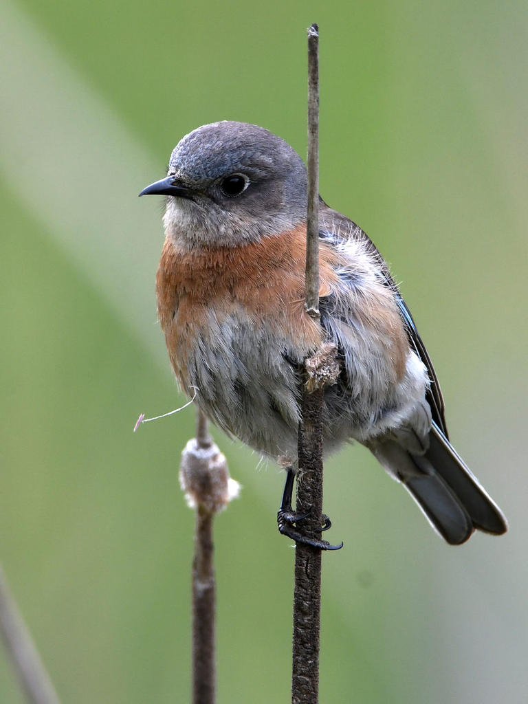 Bluebird3.jpg