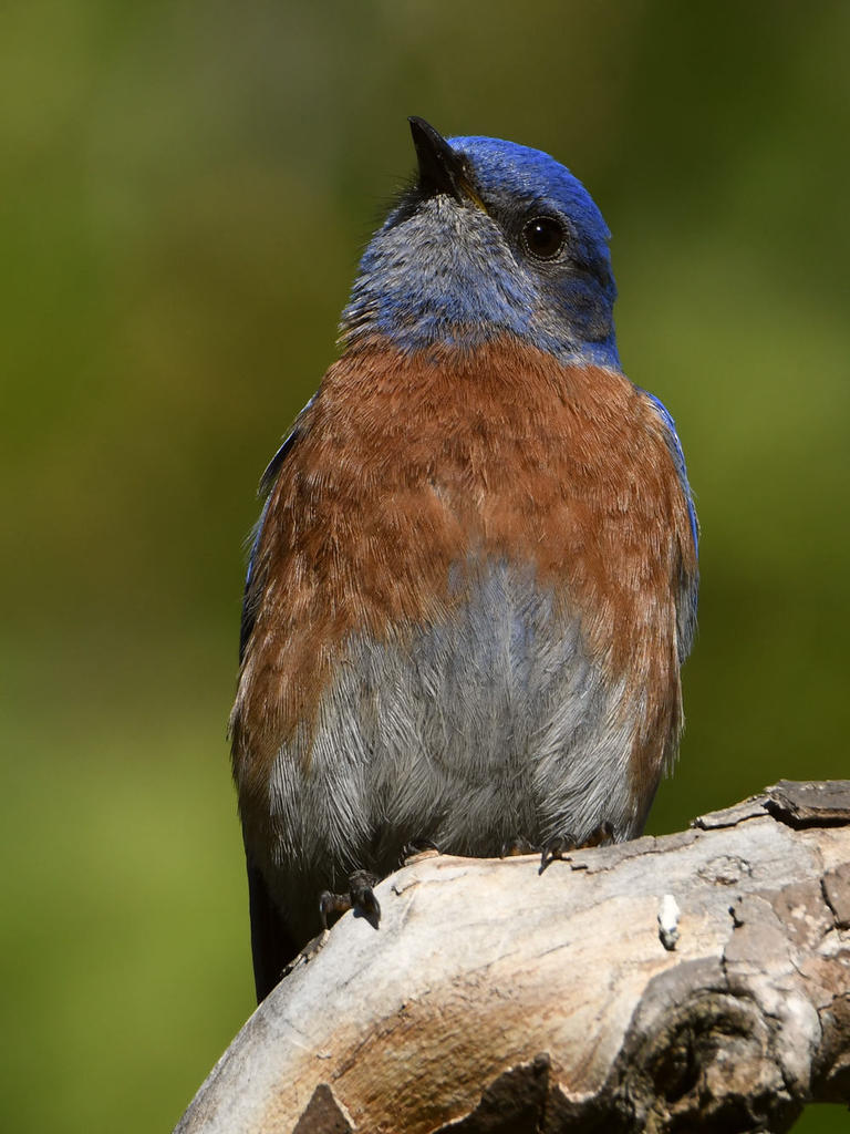 Bluebird3.jpg