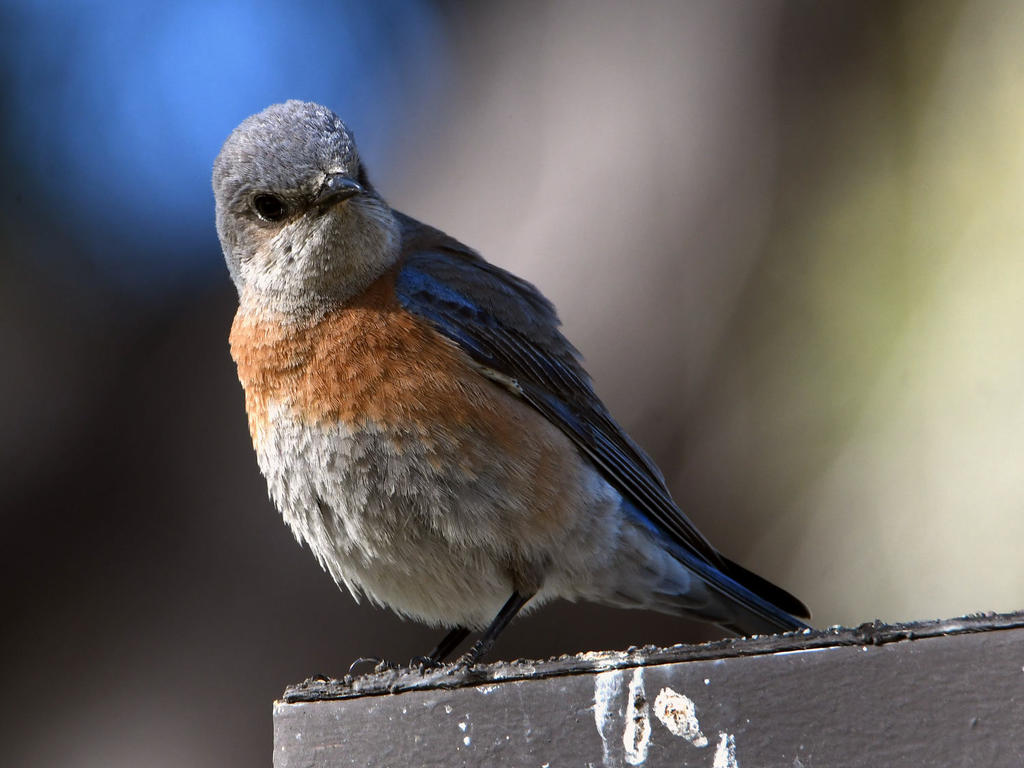 Bluebird3.jpg