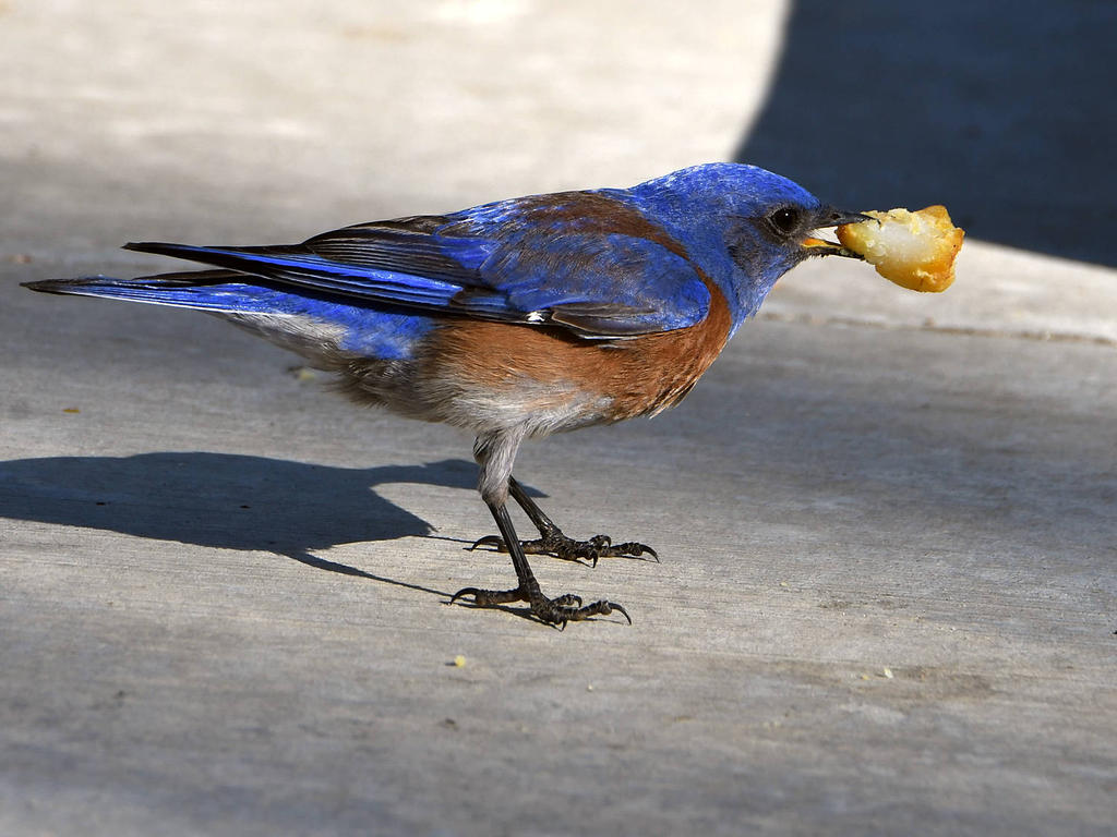 Bluebird3.jpg