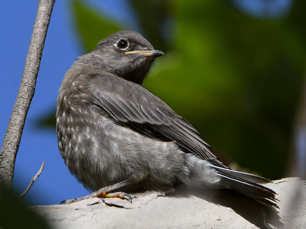 Bluebird3.jpg