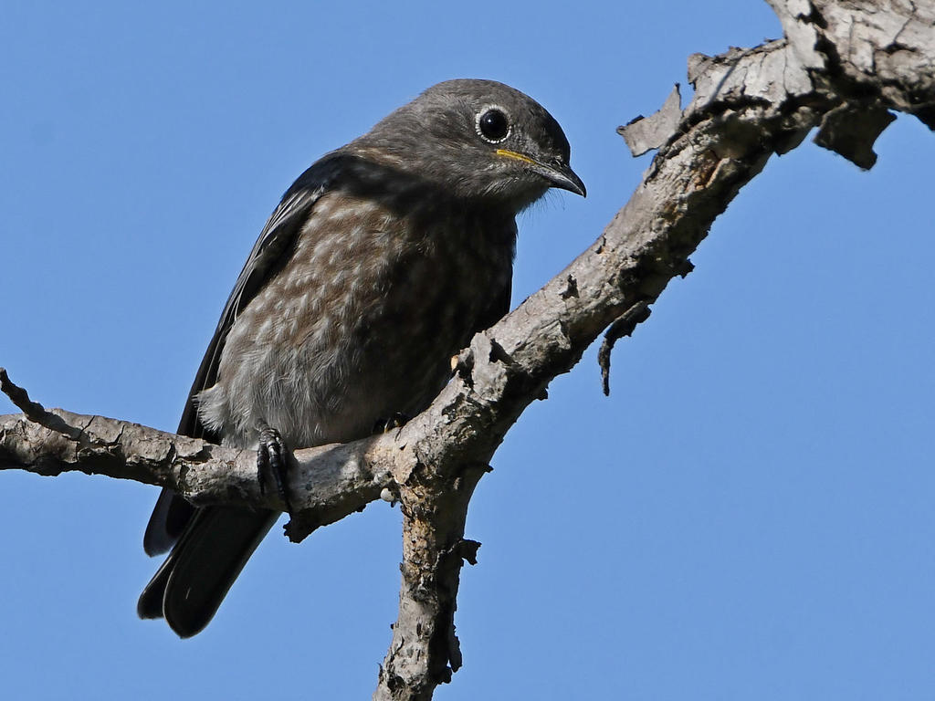 Bluebird3.jpg