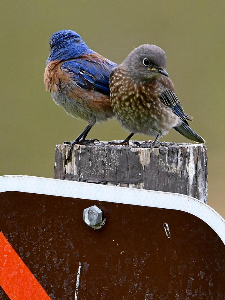 Bluebird3.jpg