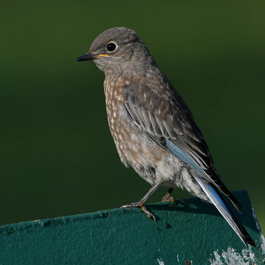 Bluebird3.jpg