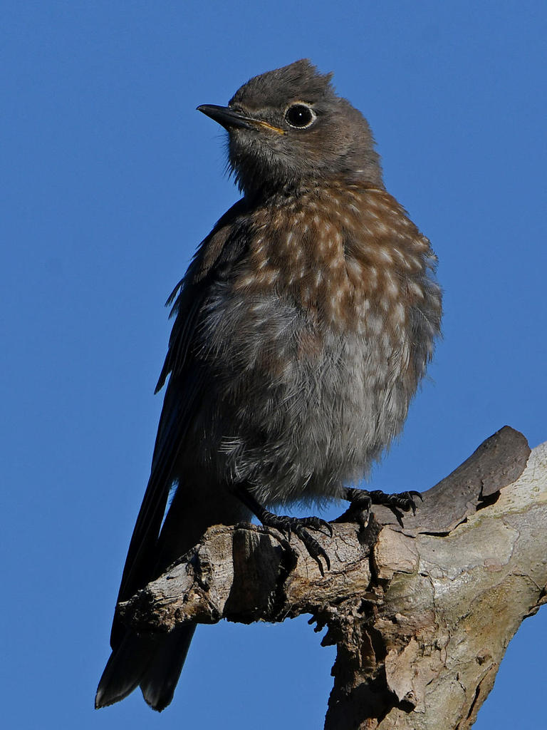 Bluebird3.jpg