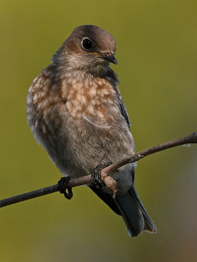 Bluebird3.jpg
