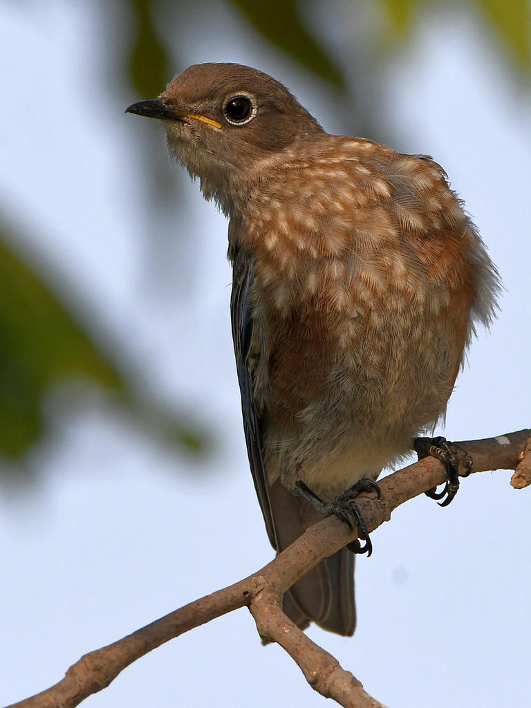 Bluebird3.jpg