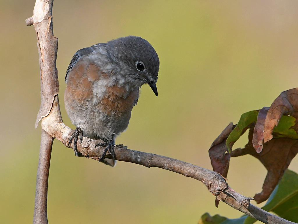 Bluebird3.jpg