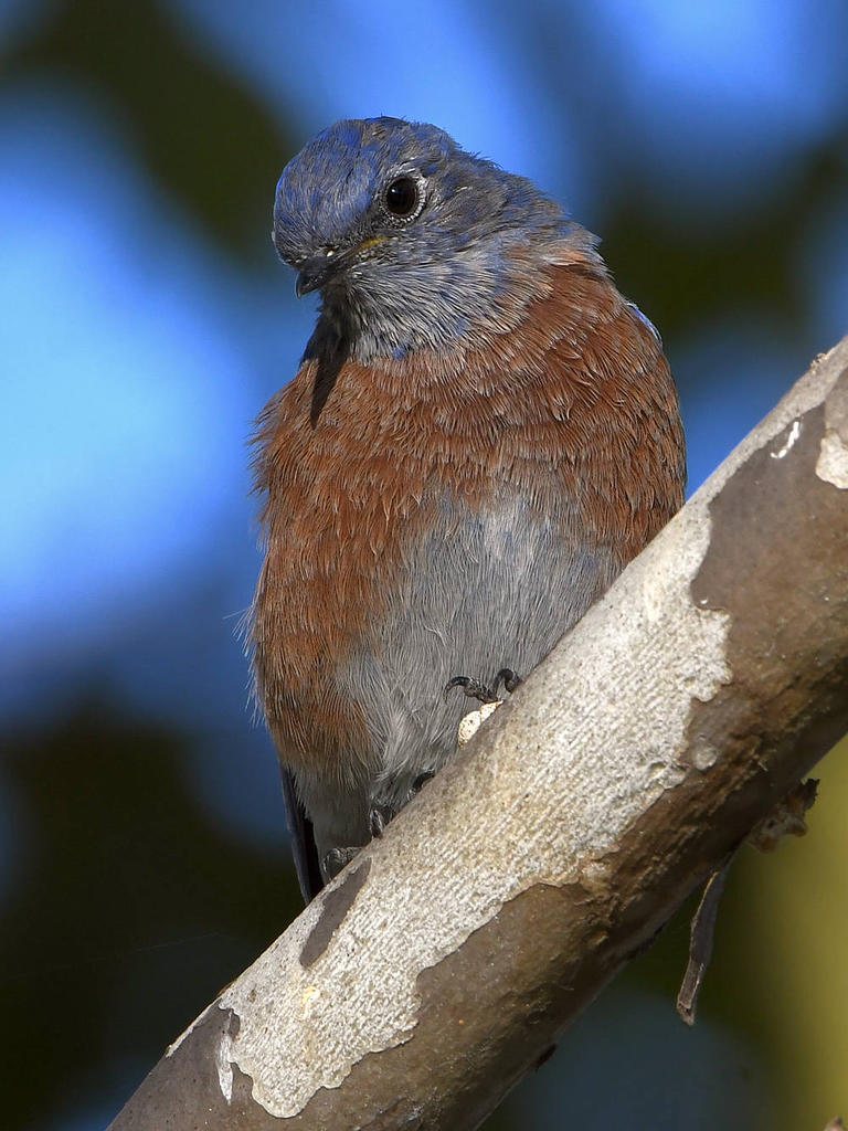 Bluebird3.jpg