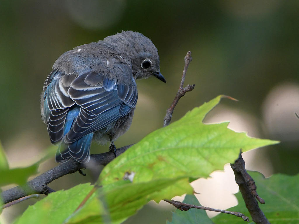 Bluebird3.jpg