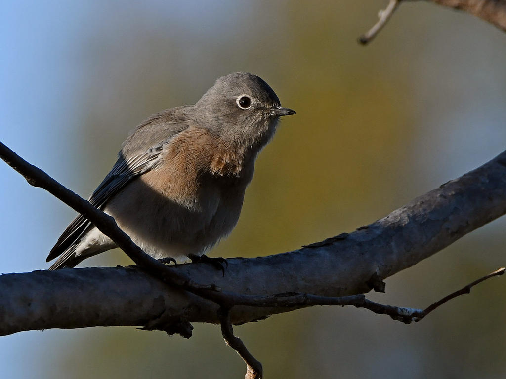 Bluebird3.jpg
