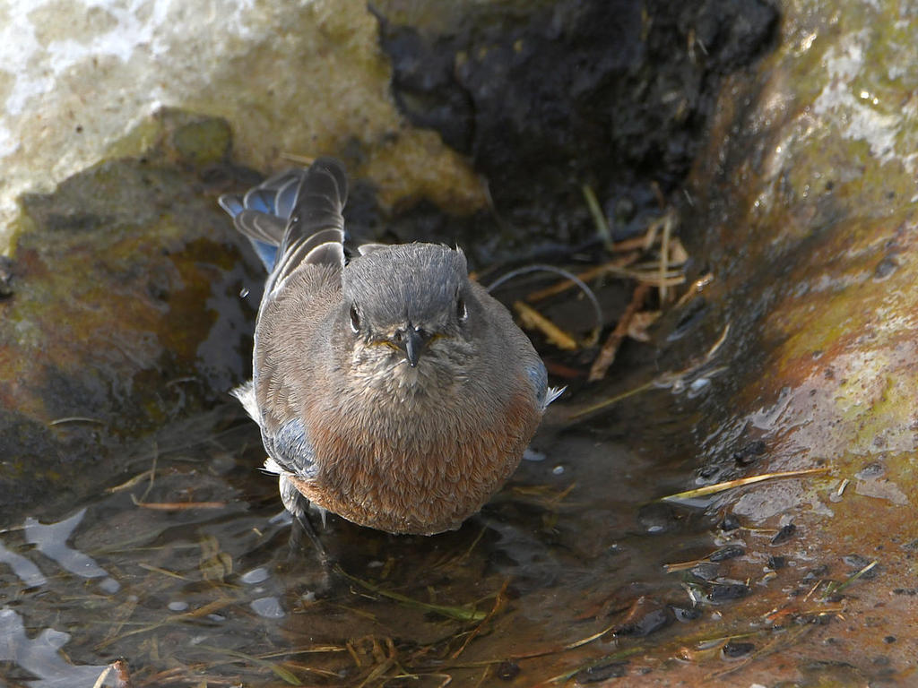 Bluebird3.jpg