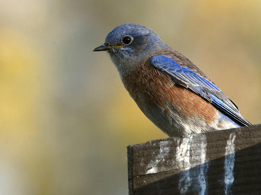 Bluebird3.jpg