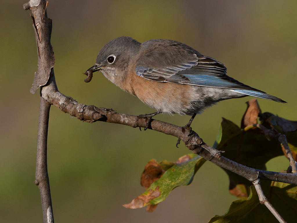 Bluebird3.jpg