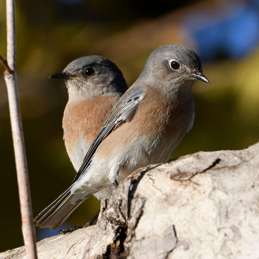 Bluebird3.jpg
