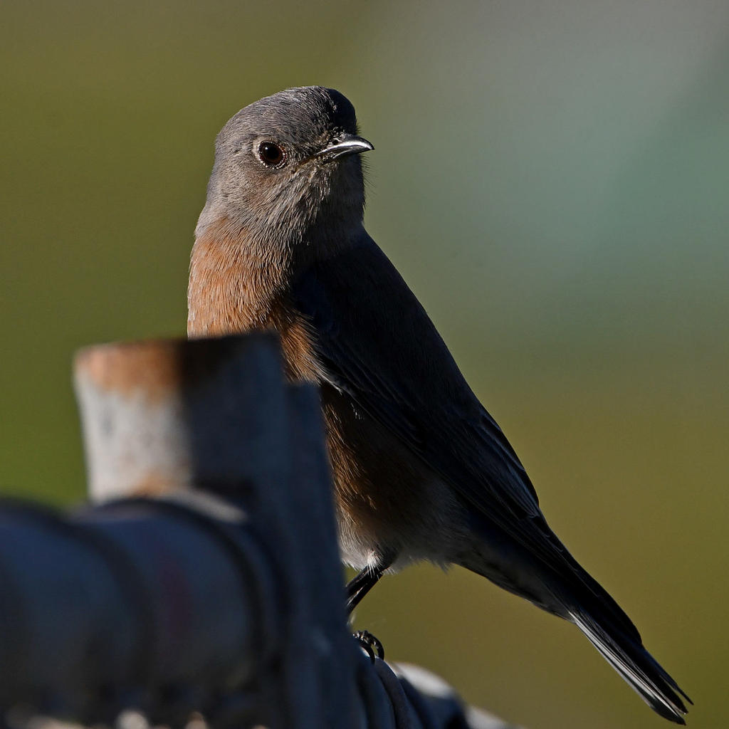 Bluebird3.jpg