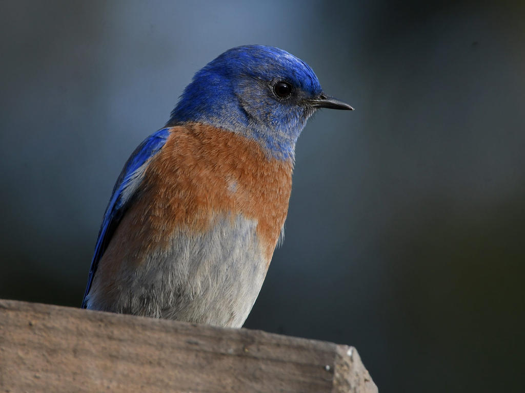 Bluebird3.jpg