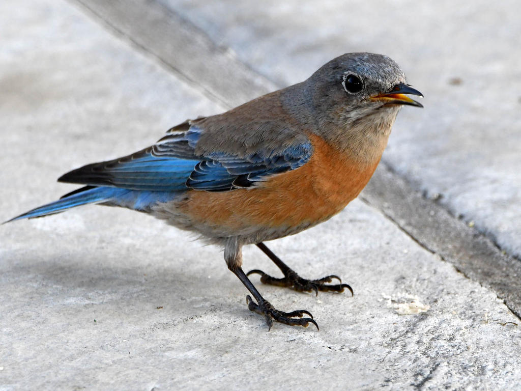 Bluebird3.jpg