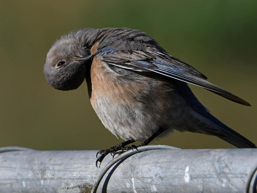 Bluebird3.jpg