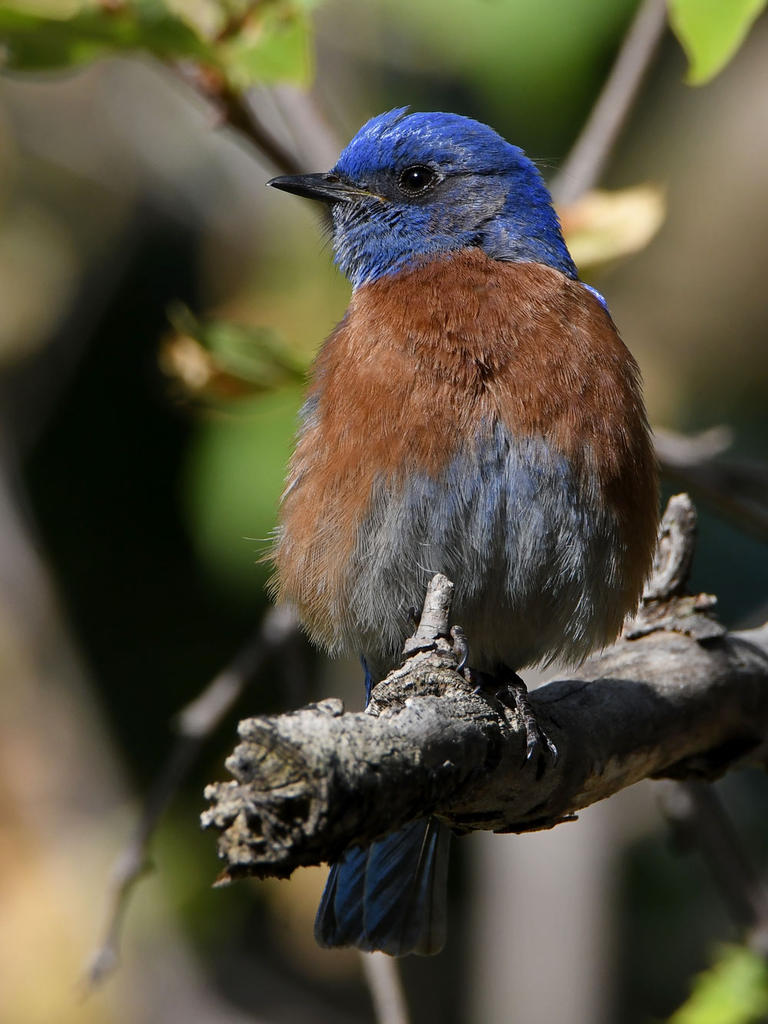 Bluebird3.jpg