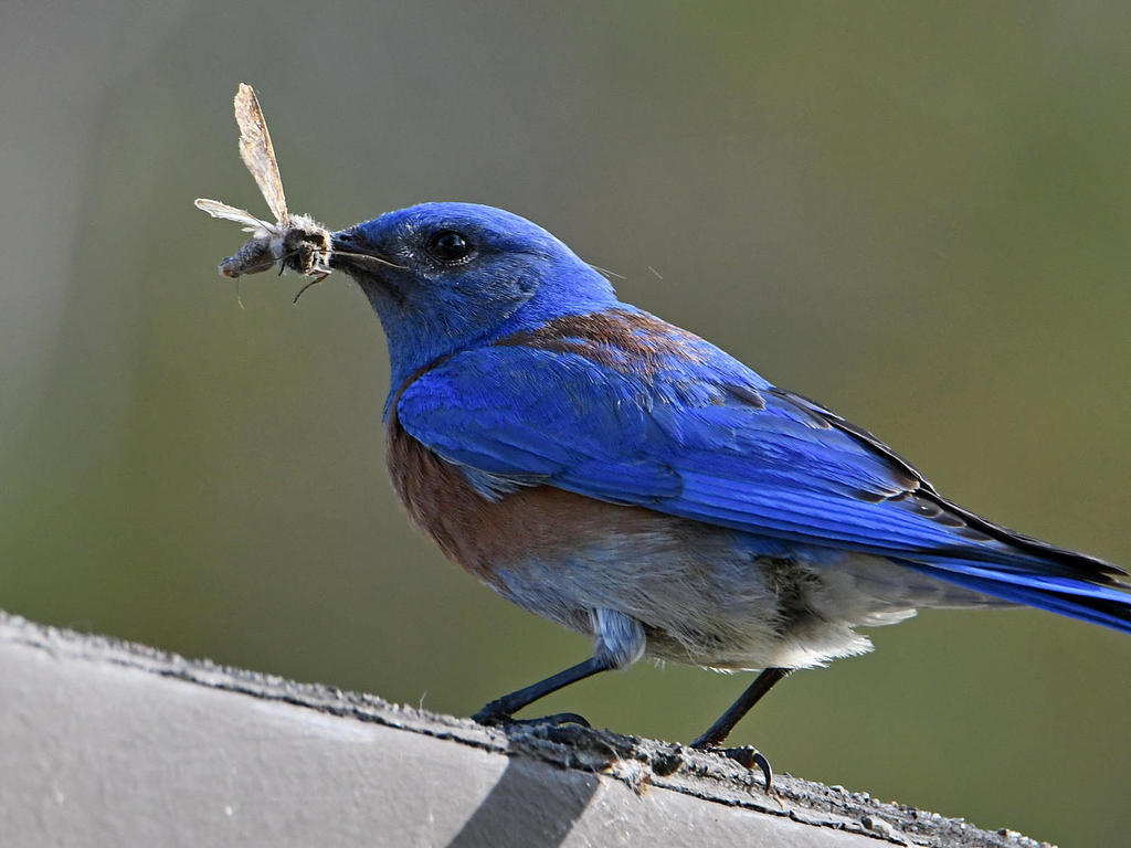 Bluebird3.jpg
