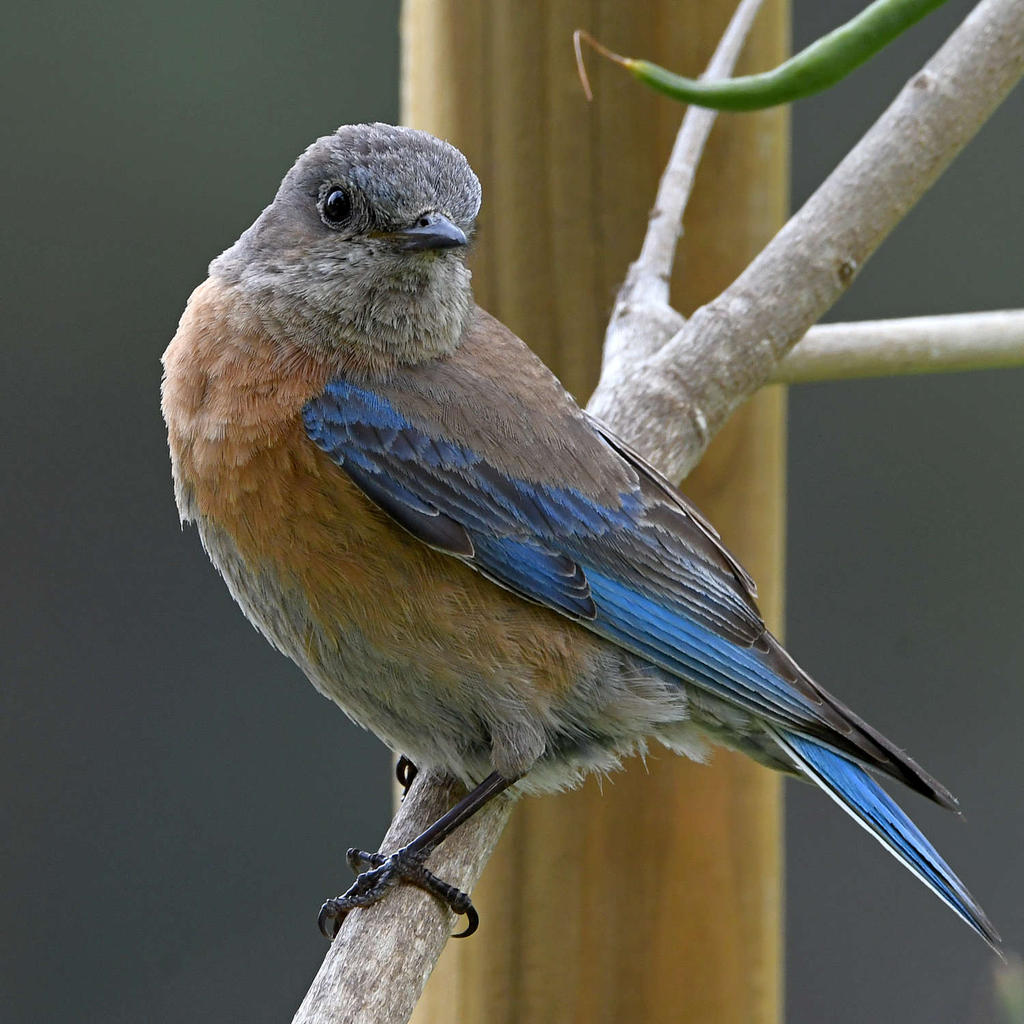 Bluebird3.jpg