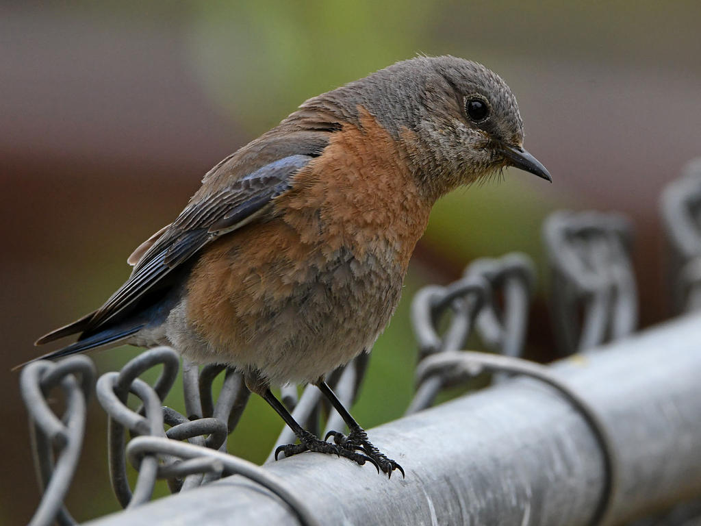 Bluebird3.jpg