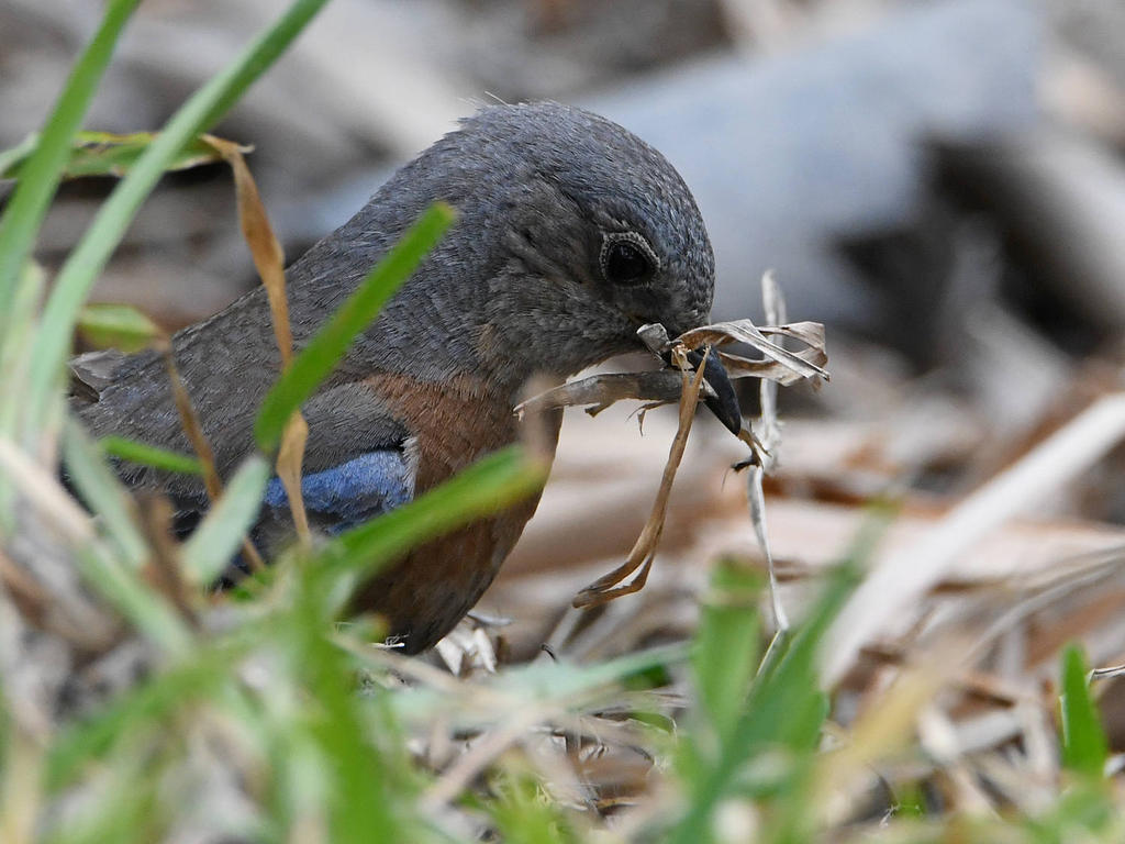Bluebird3.jpg