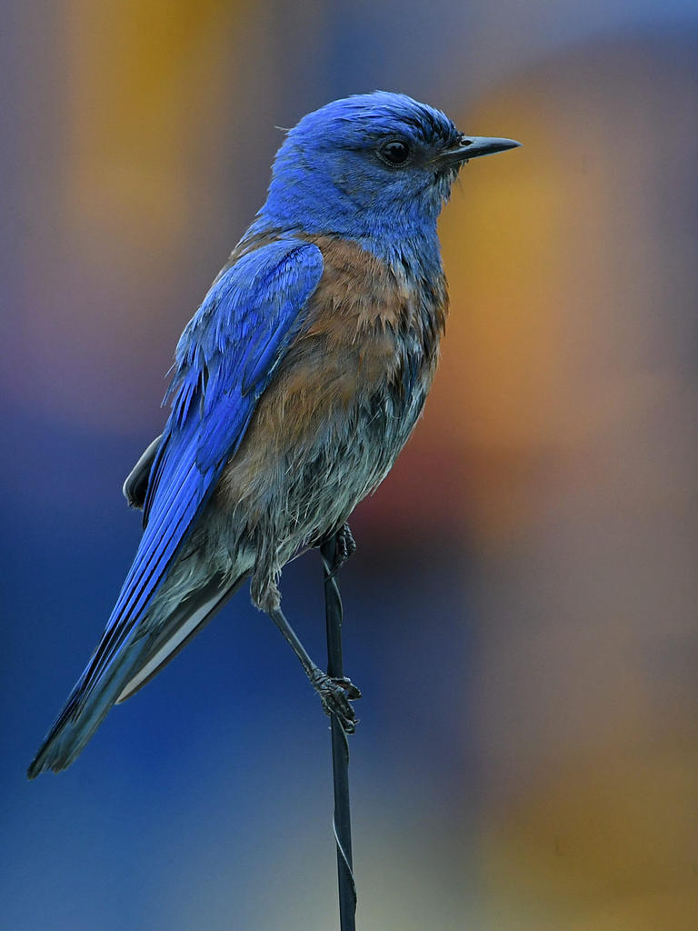 Bluebird3.jpg