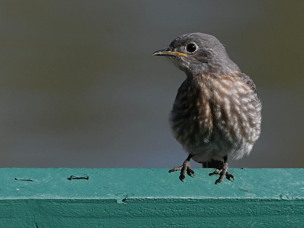 Bluebird3.jpg
