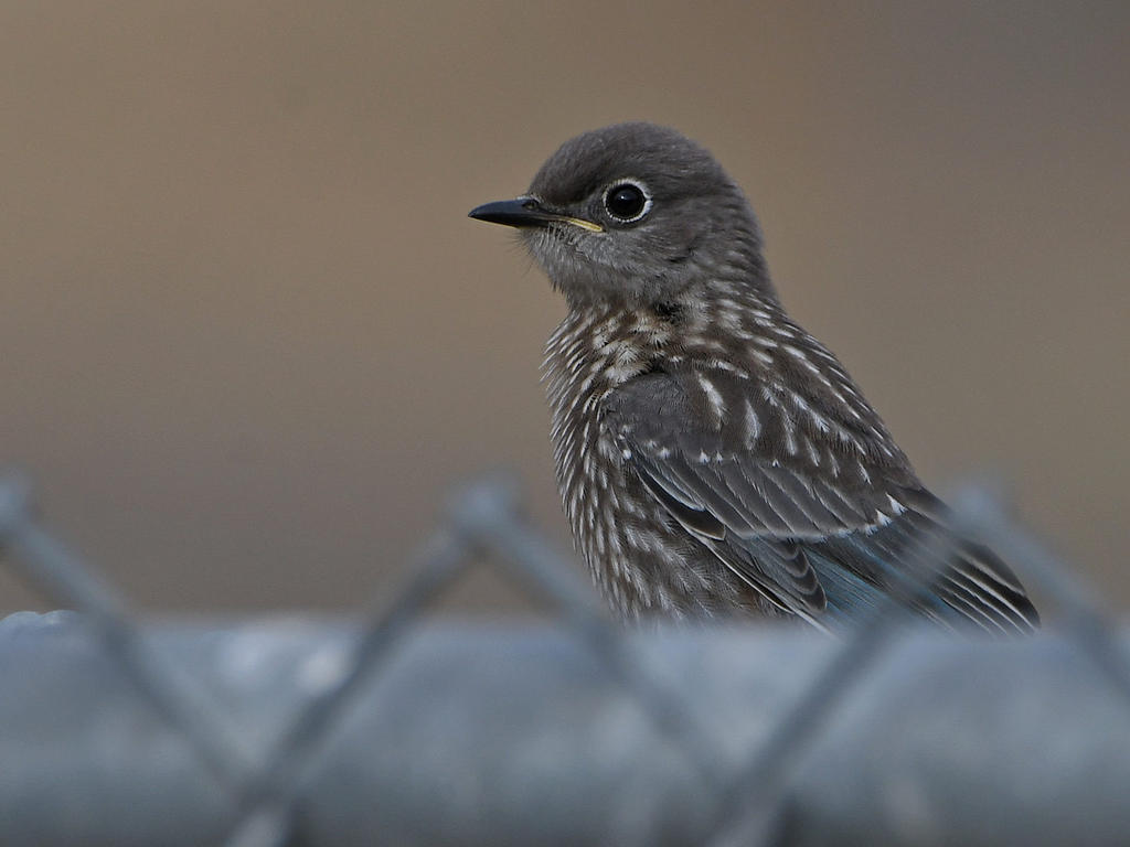 Bluebird3.jpg