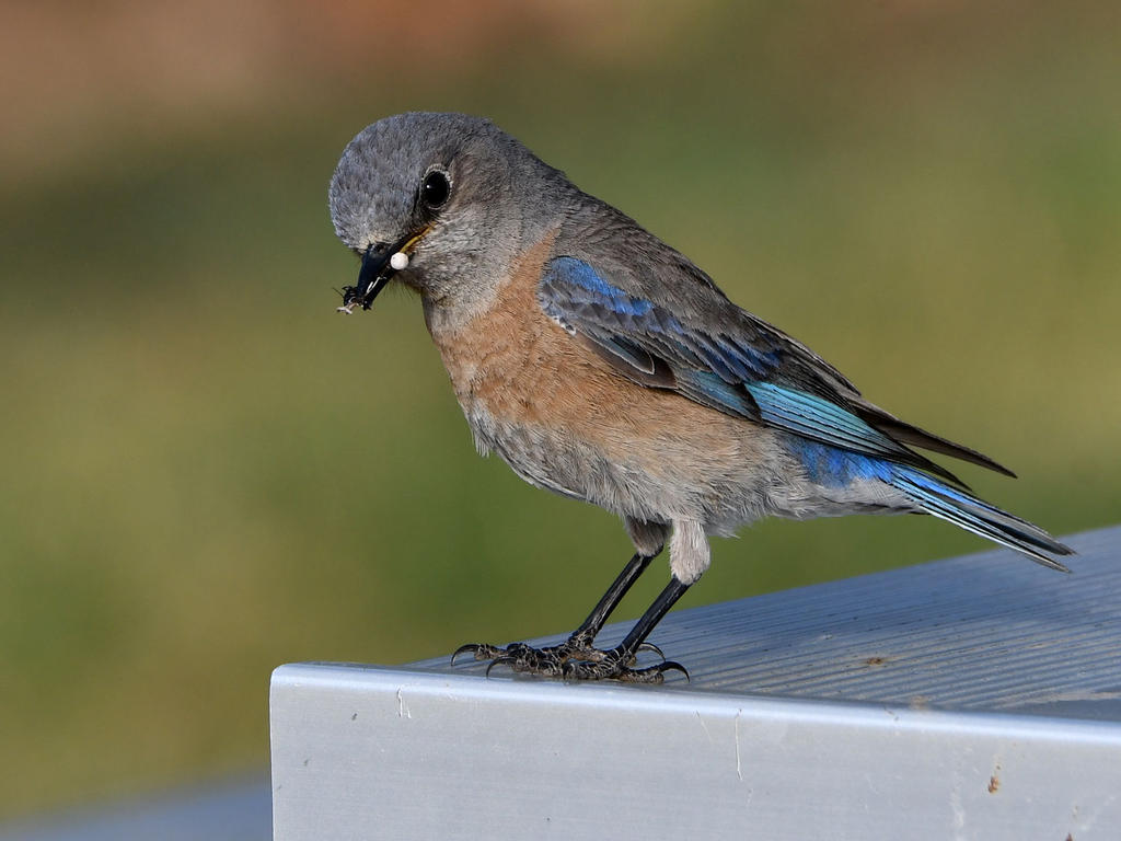 Bluebird3.jpg