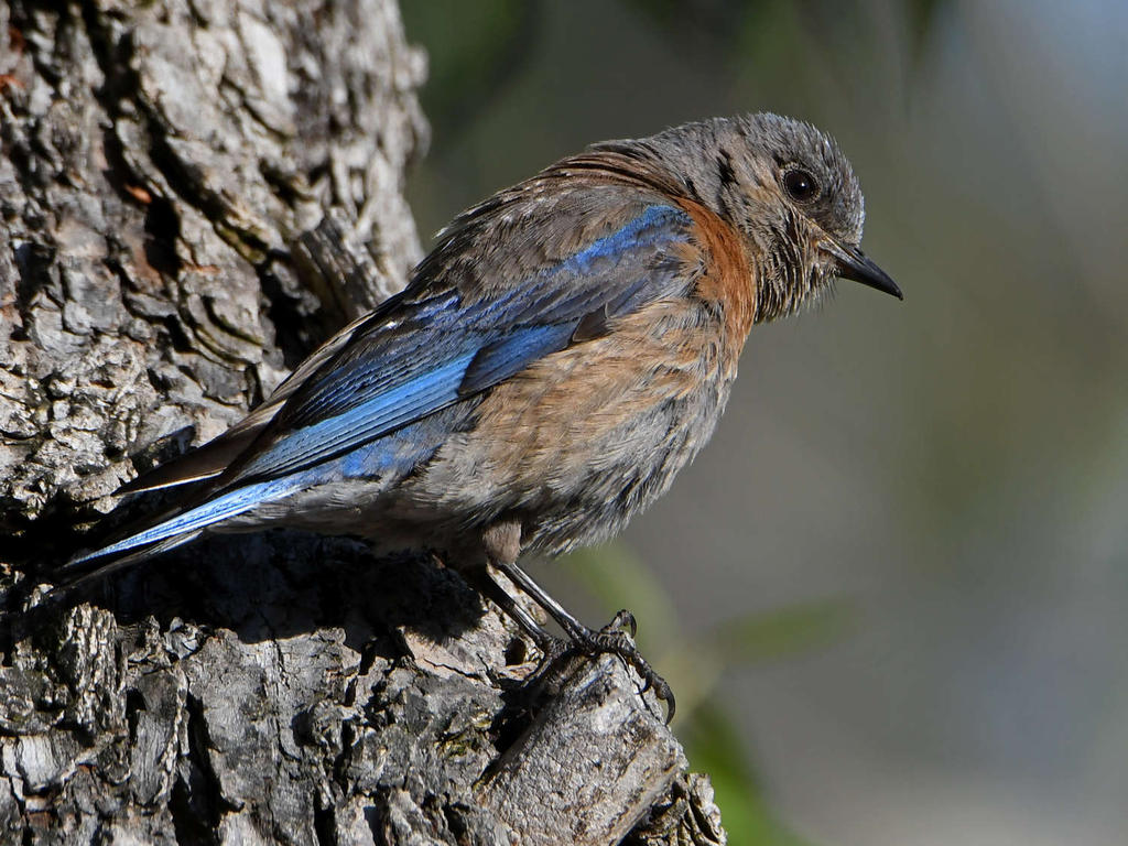 Bluebird3.jpg