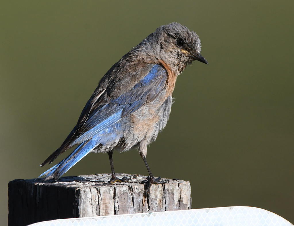 Bluebird3.jpg