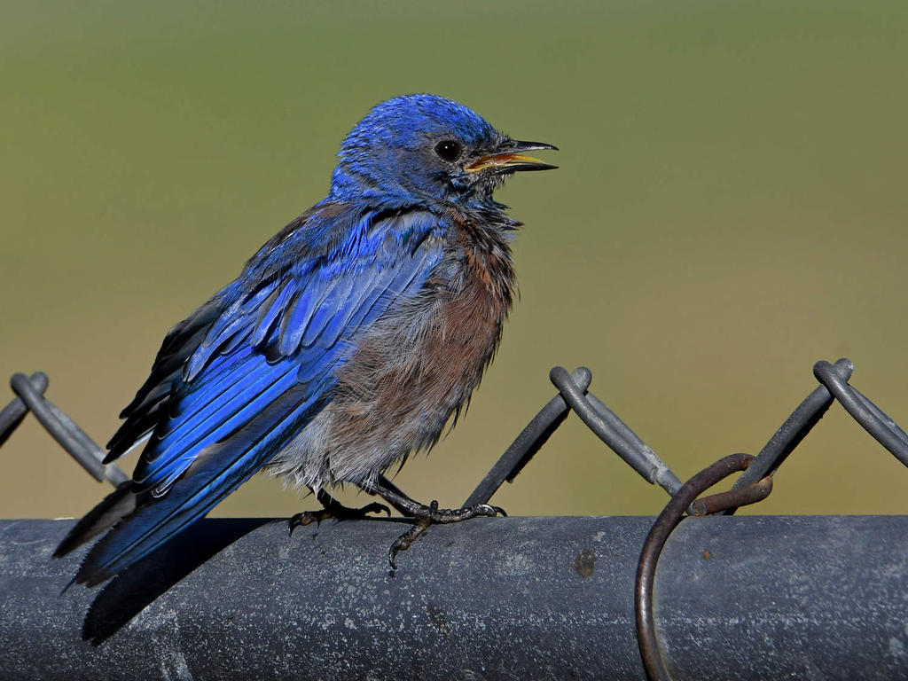 Bluebird3.jpg